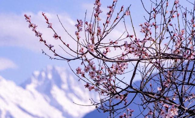 雪山与桃花相映成景